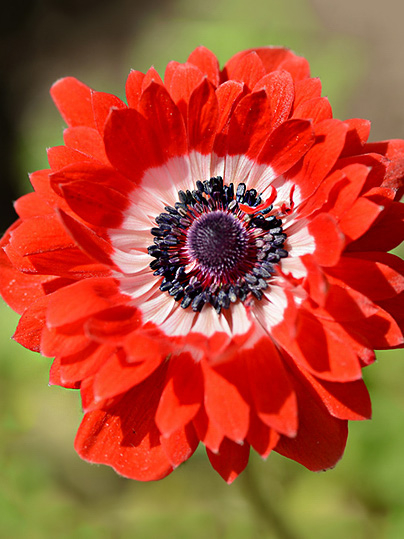 The governor st. brigid