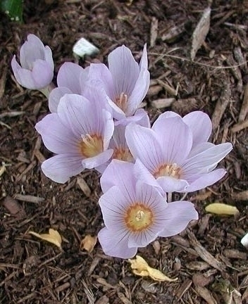 Kotschyanus (zonatus)