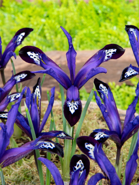 Iris blue note reticulata