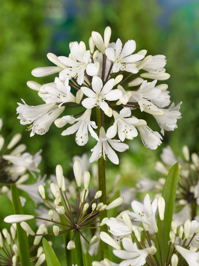 Agapanthus white