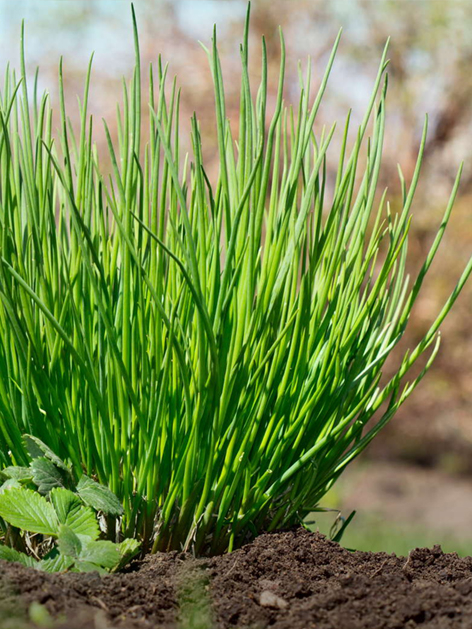 Schoenoprasum (chive)