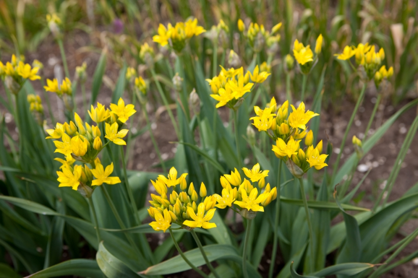 Allium moly luteum