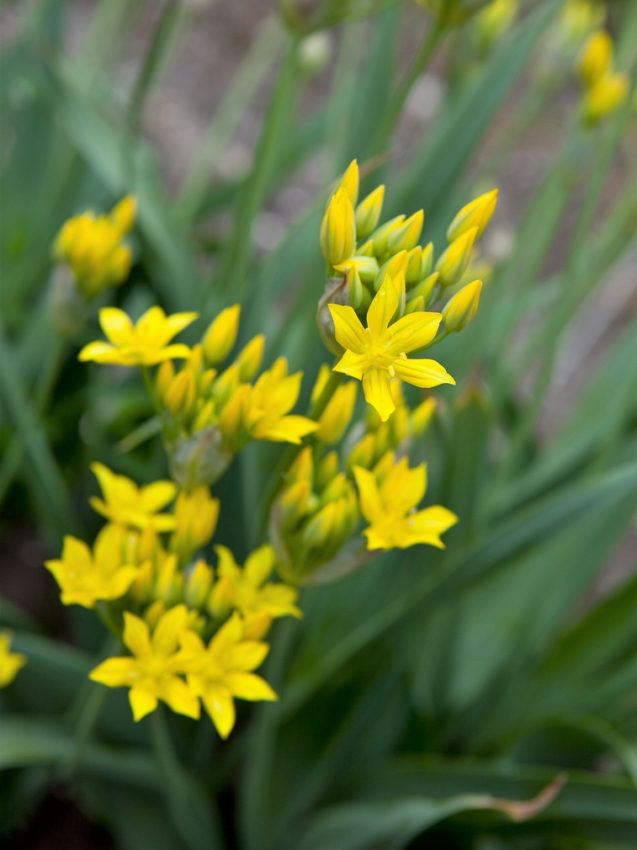 Allium moly luteum