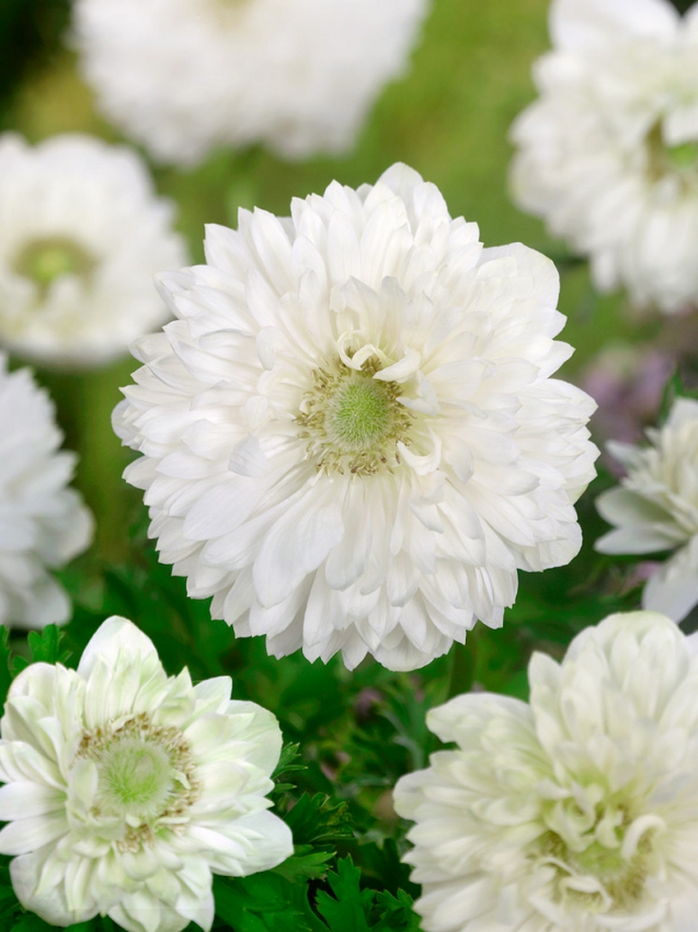 Mount everest st. brigid