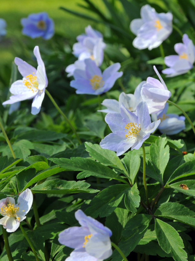 Nemorosa robinsoniana