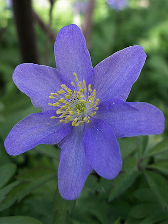 Nemorosa royal blue