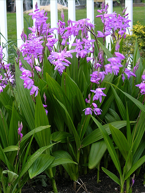 Bletilla striata pink