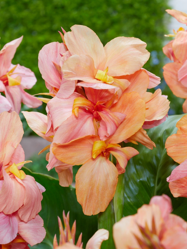 Canna peach blush