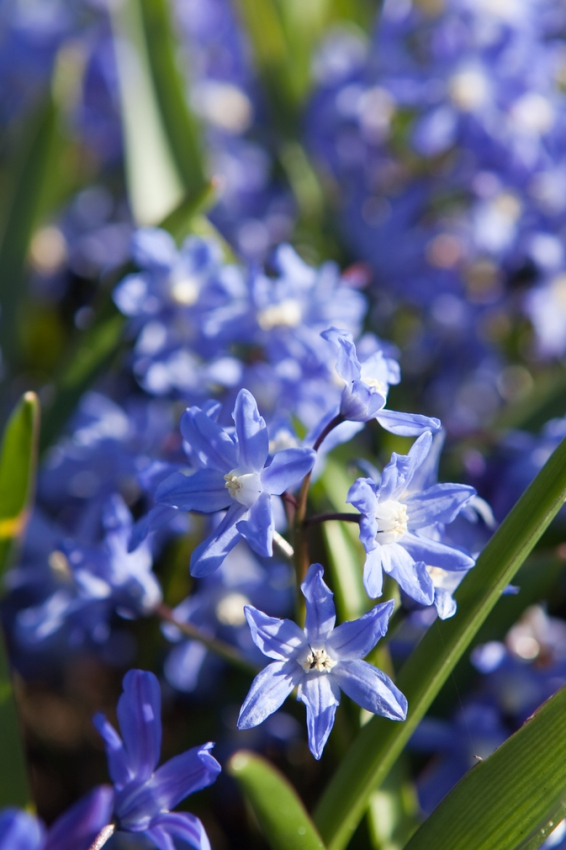 Chionodoxa sardensis