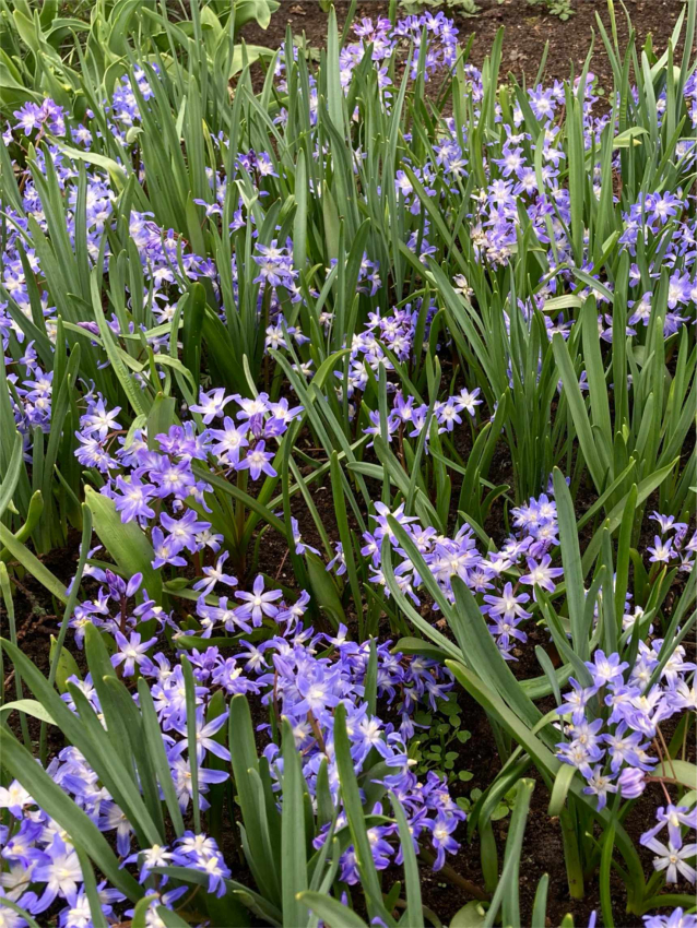 Chionodoxa blue giant forbesii