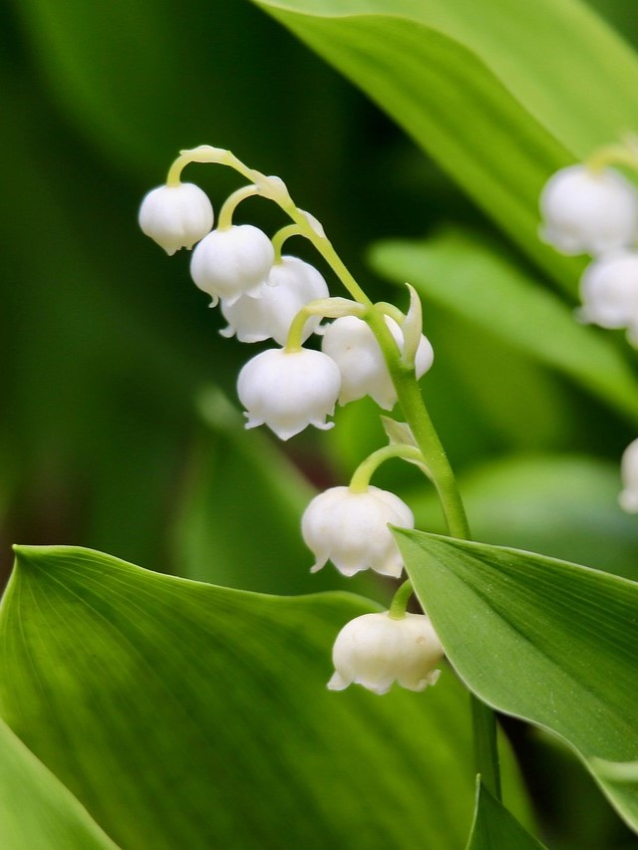 Convallaria majalis