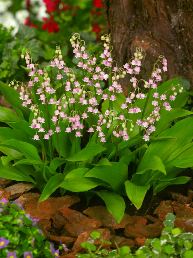 Convallaria majalis rosea