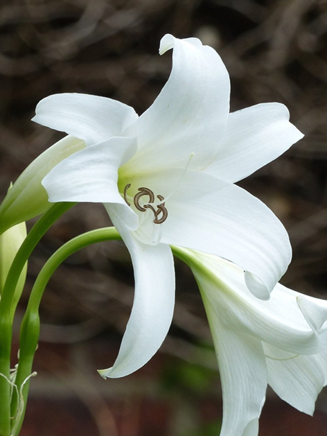 Crinum powellii album