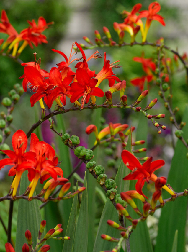 Crocosmia lucifer (firey stars)