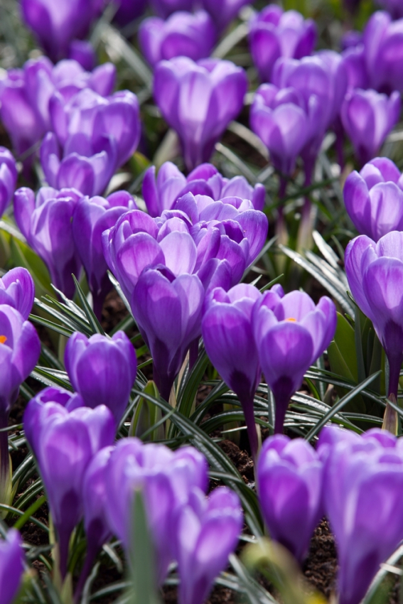 Remembrance large flowering