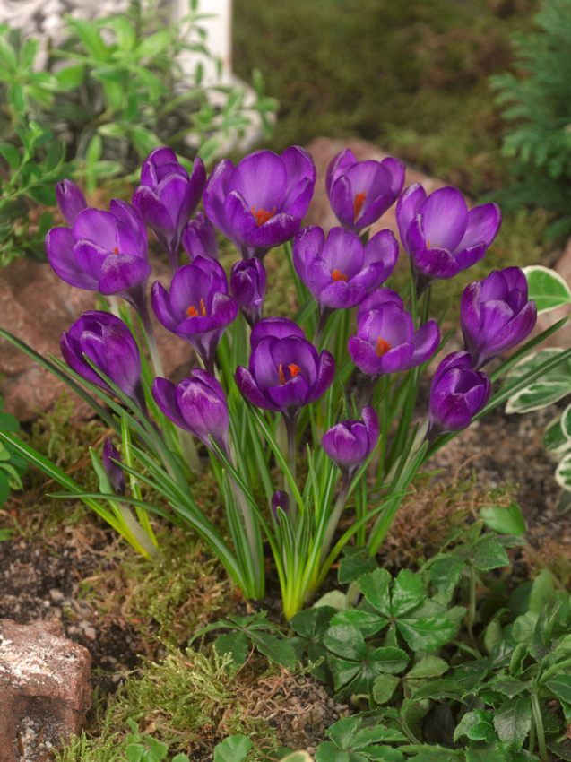 Ruby giant tommasianus