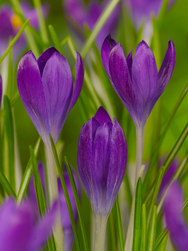 Whitewell purple tommasianus