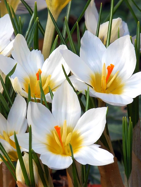 Snowbunting chrysanthus