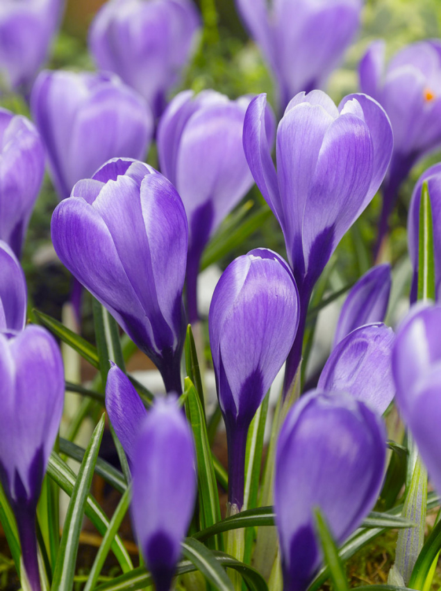 Grand maitre large flowering