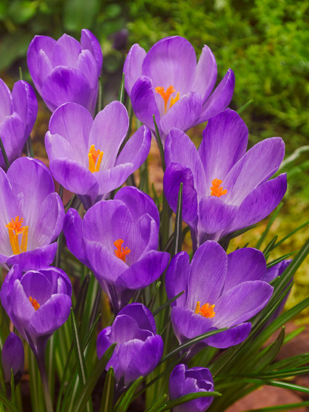 Remembrance large flowering