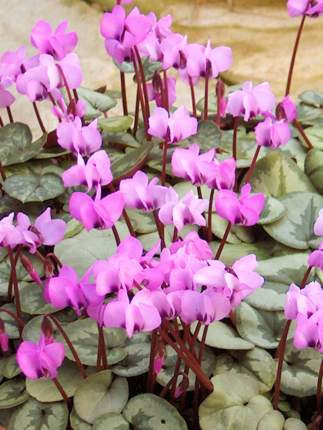 Cyclamen coum pewter leaf (dutch grown)