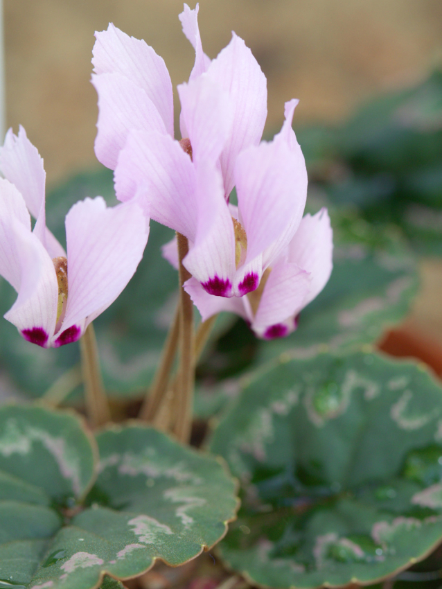 Cyclamen mirabile (dutch grown)