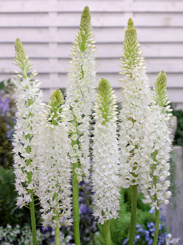 Eremurus himalaicus