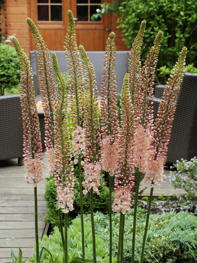 Eremurus romance