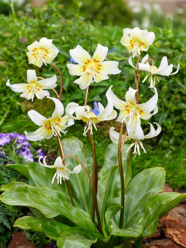 Erythronium white beauty