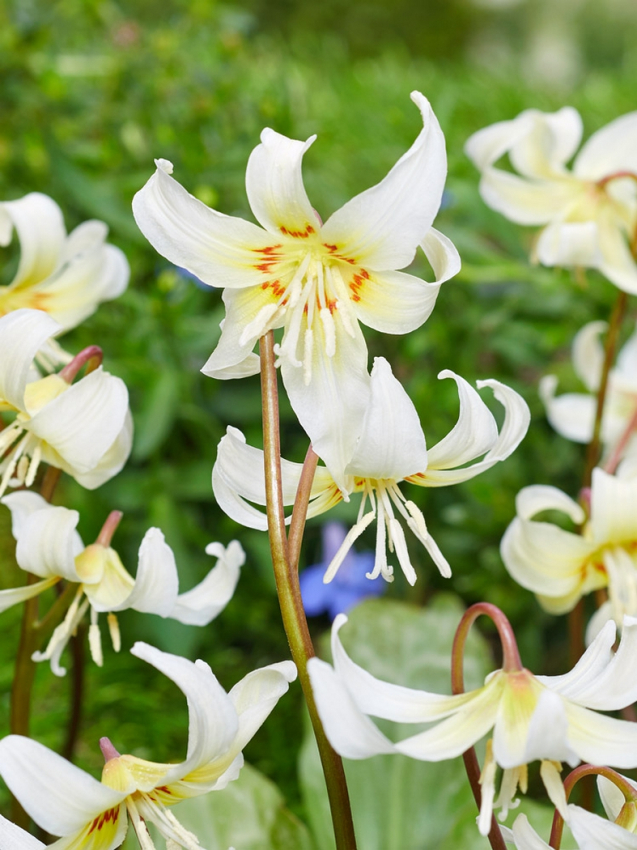 Erythronium white beauty
