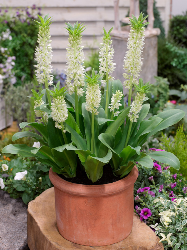 Eucomis autumnalis white