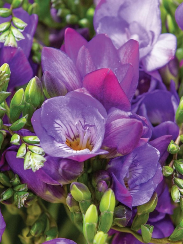 Freesia double blue