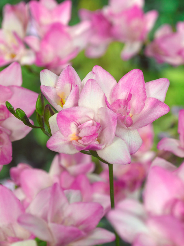 Freesia double pink