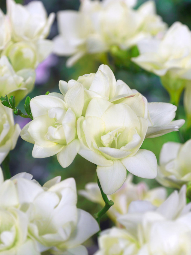 Freesia double white