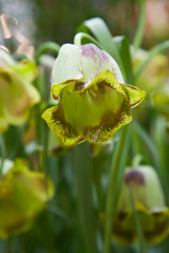 Fritillaria acmopetala