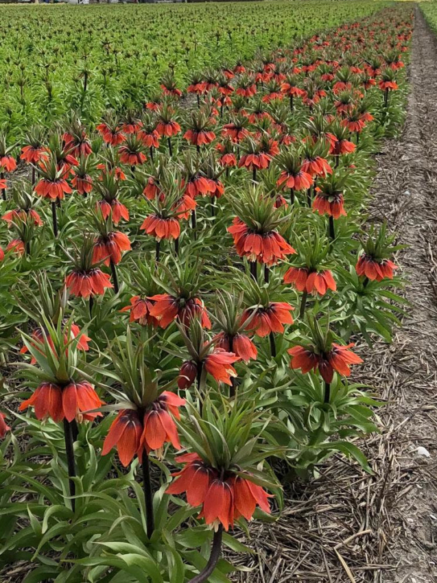 Fritillaria april flame imperialis