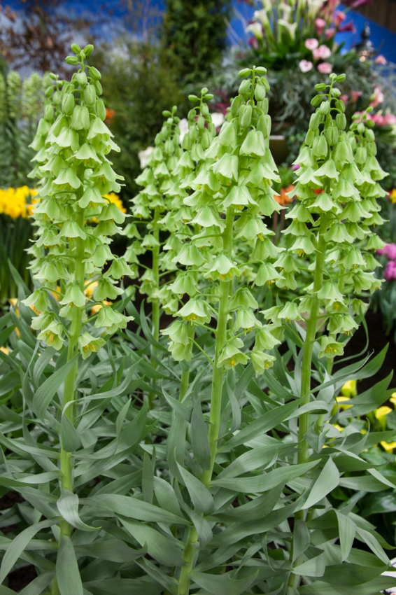 Fritillaria persica alba