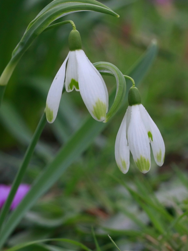 Galanthus nivalis viridi-apice
