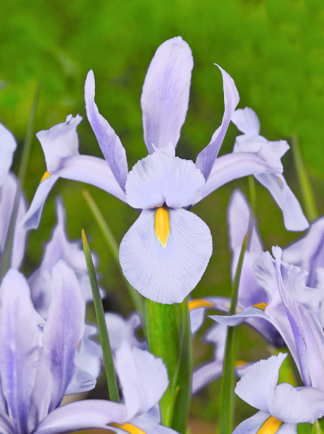 Iris king mauve hollandica