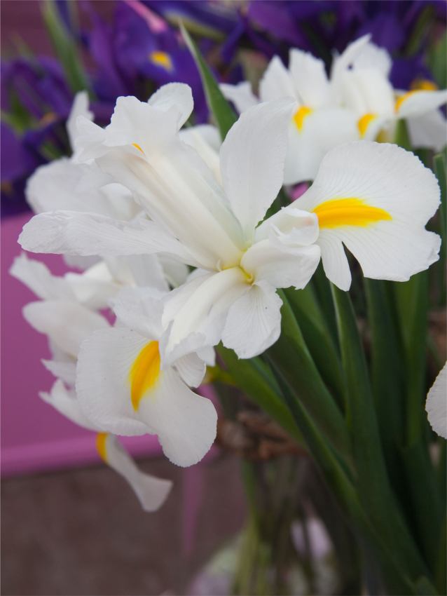Iris white magic hollandica