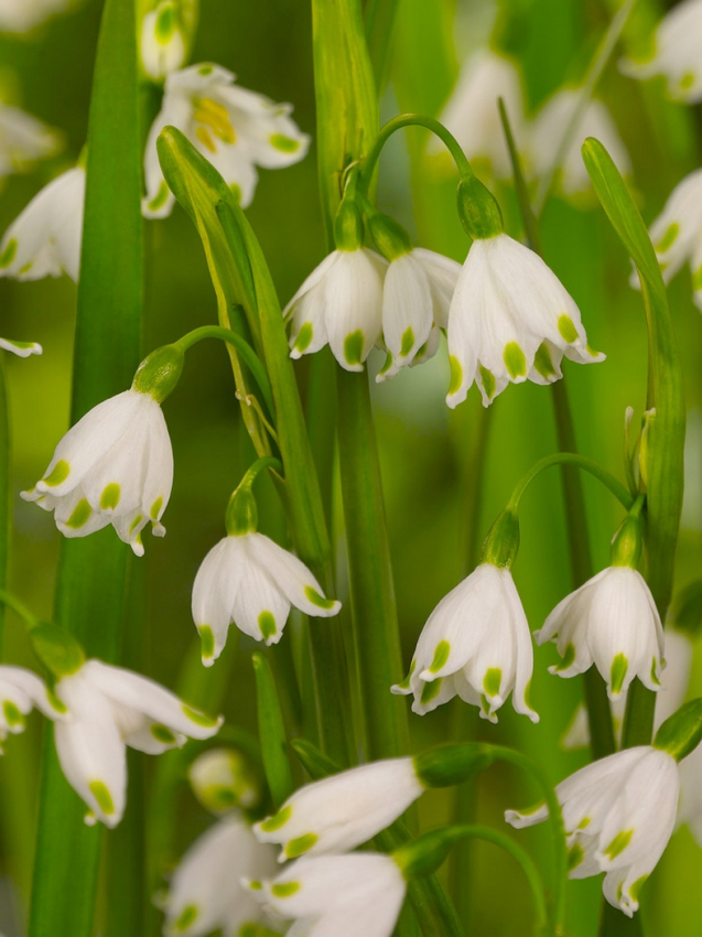 Leucojum gravetye giant