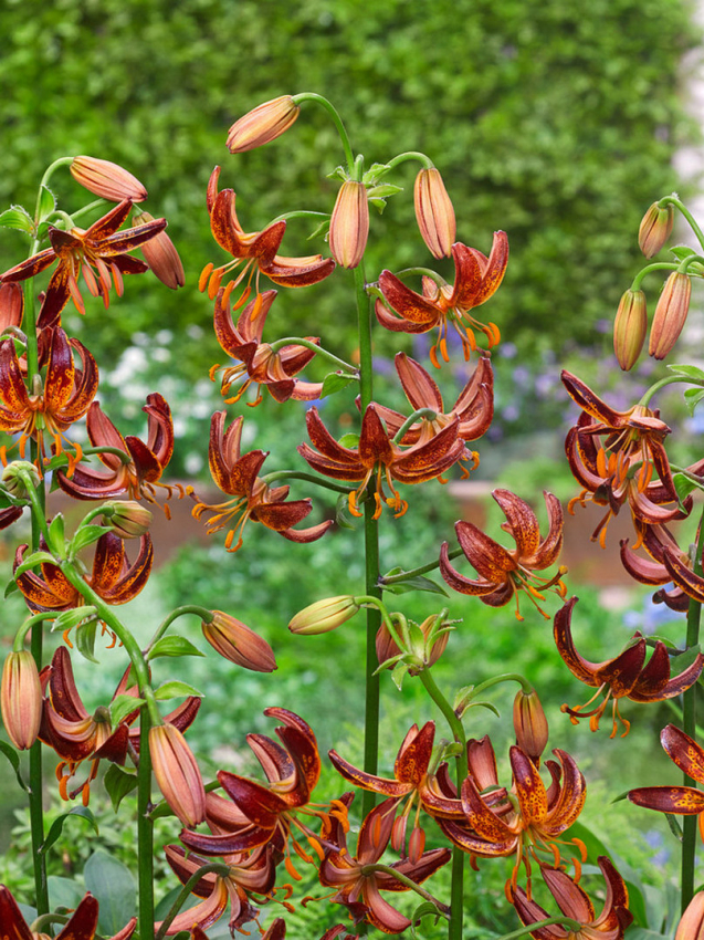 Arabian knight martagon