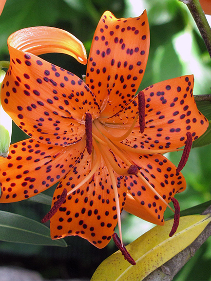 Lancifolium tigrinum splendens