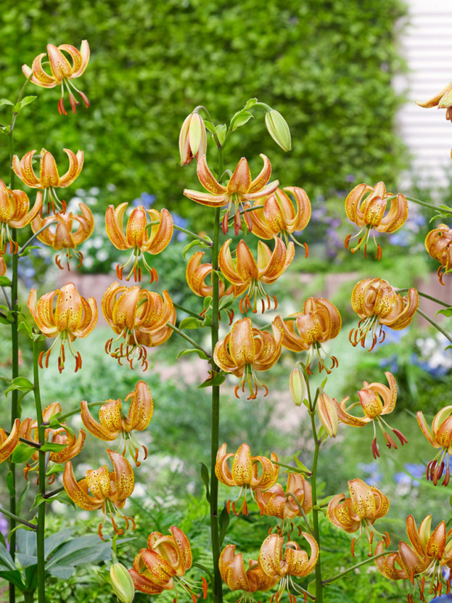 Peppard gold martagon