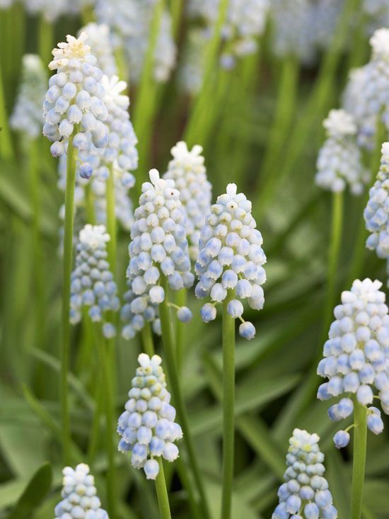 Muscari alaska