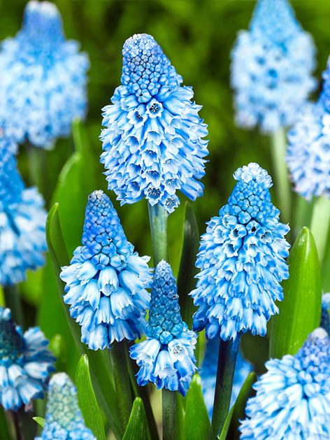 Muscari azureum blau
