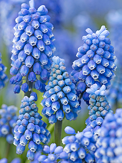 Muscari blue magic aucheri