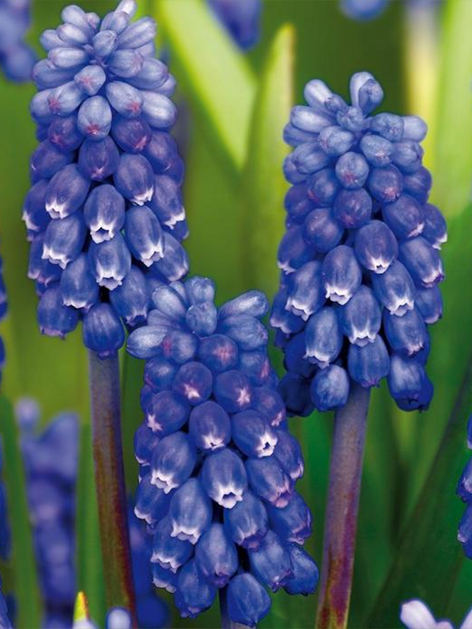 Muscari dark eyes armeniacum