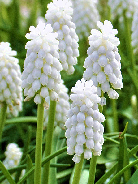 Muscari siberian tiger