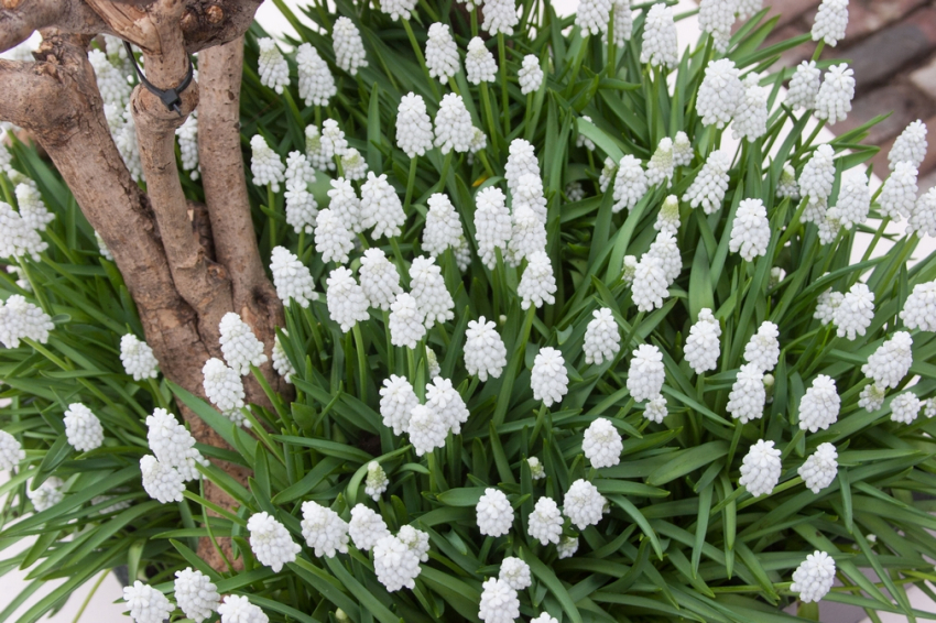 Muscari siberian tiger